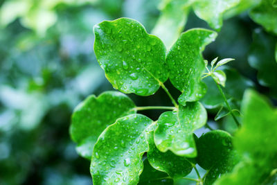 Close-up of leaves