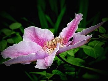 Close-up of pink flowers