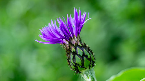 Close-up of purple flowering plant