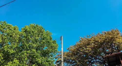 Low angle view of trees against clear blue sky