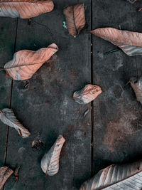 High angle view of autumn leaves on boardwalk