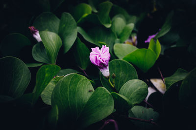 Close-up of pink flowering plant