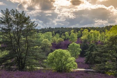 Scenic view of forest against sky