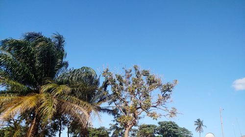 Low angle view of palm trees against clear blue sky