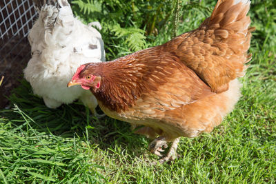 Close-up of rooster on field