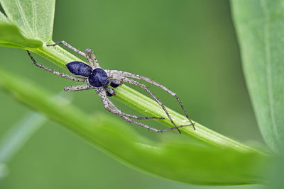 Close-up of insect on leaf