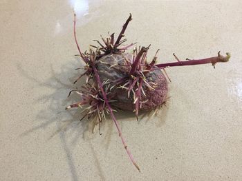 High angle view of crab on beach