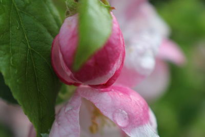 Close-up of pink flower blooming outdoors