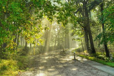 Footpath amidst trees in forest