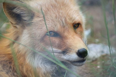 Close-up of dog looking away