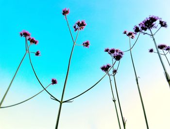 Low angle view of pink flowering plants against clear blue sky