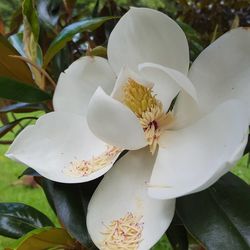 Close-up of frangipani blooming outdoors