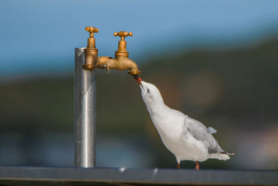 A seagull is drinking from a tab