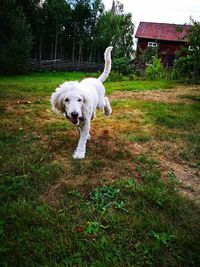 Dog standing on field