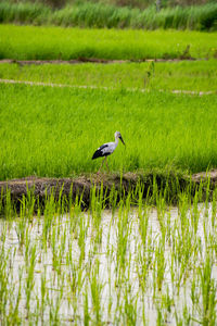 Bird perching on a field