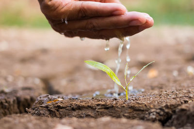 Cropped hand watering seedling on drought land