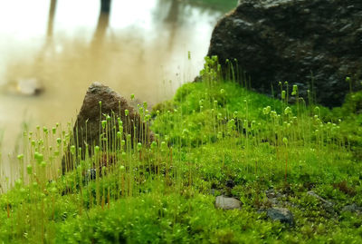 Plants growing on field