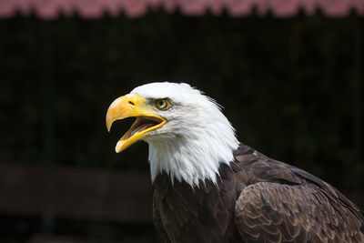 Bald eagle shouting and looking away