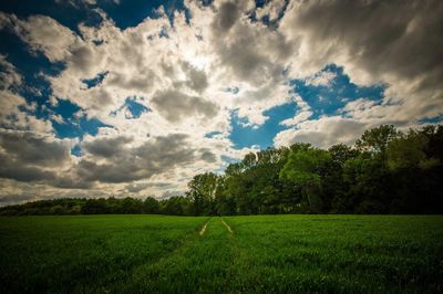 Scenic view of field against sky