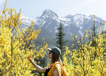 Young woman traveler with yellow backpack among flowering forsythia against snowy mountains hiking 