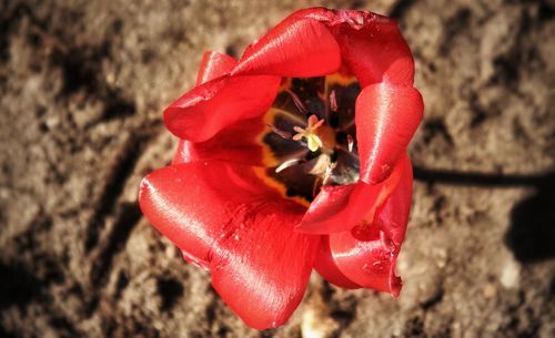 Close-up of red poppy blooming outdoors