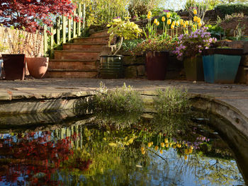 View of plants in pond
