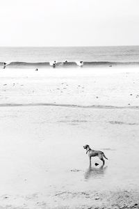 View of dog on beach