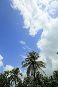 Low angle view of palm trees against blue sky