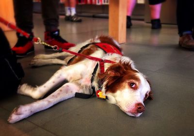 Dog lying on floor at home