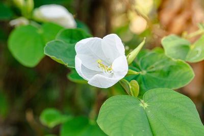 Close-up of white flowering plant