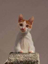 Portrait of kitten sitting against wall