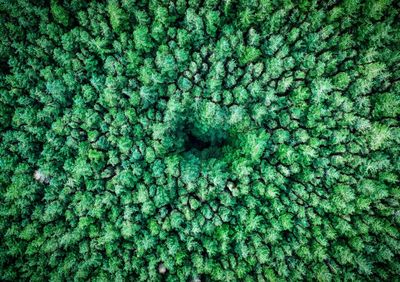 Full frame shot of trees