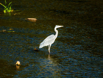 Bird perching on lake