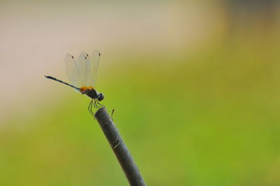 Close-up of insect on plant