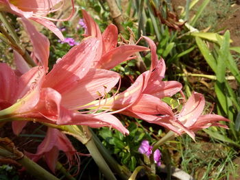 Close-up of wet pink day lily