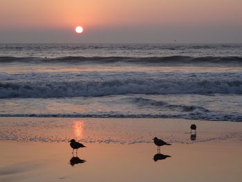 Scenic view of sea at sunset