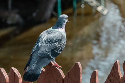 Close-up of pigeon perching on wood