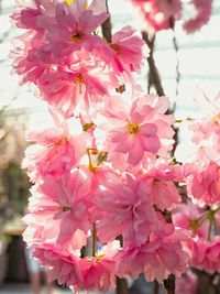 Close-up of pink cherry blossoms