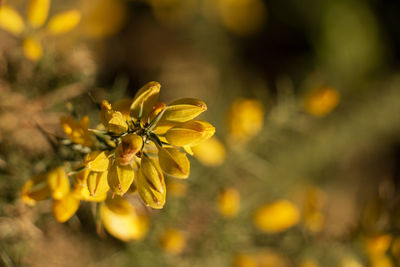 Close-up of yellow flowering plant