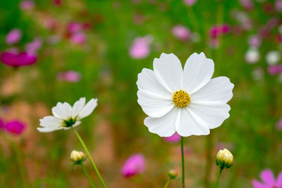 Close-up of white cosmos flowers