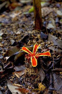 High angle view of flower on field