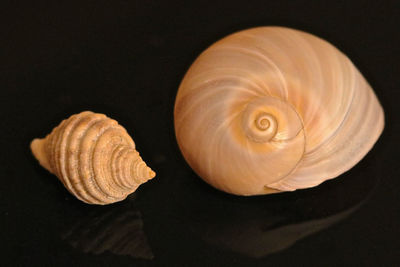 Close-up of seashell on black background