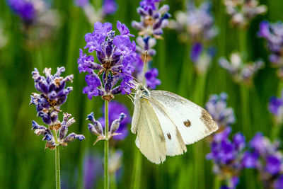 Close-up of butterfly on purple flowering plant