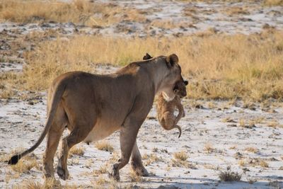 Side view of horse on land