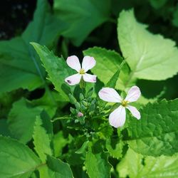 Close-up of pink flowers growing on plant