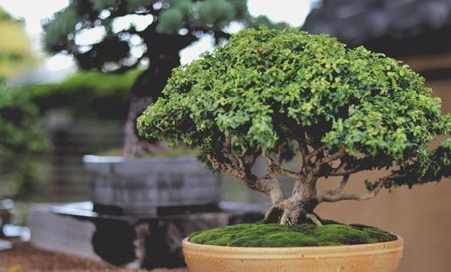 Close-up of small potted bonsai tree and moss