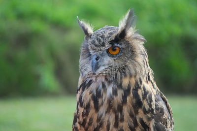 Close-up portrait of owl