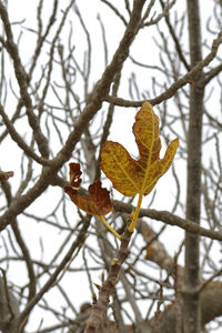 Low angle view of a tree