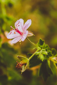 Close-up of pink flower blooming outdoors