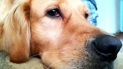 Close-up portrait of golden retriever